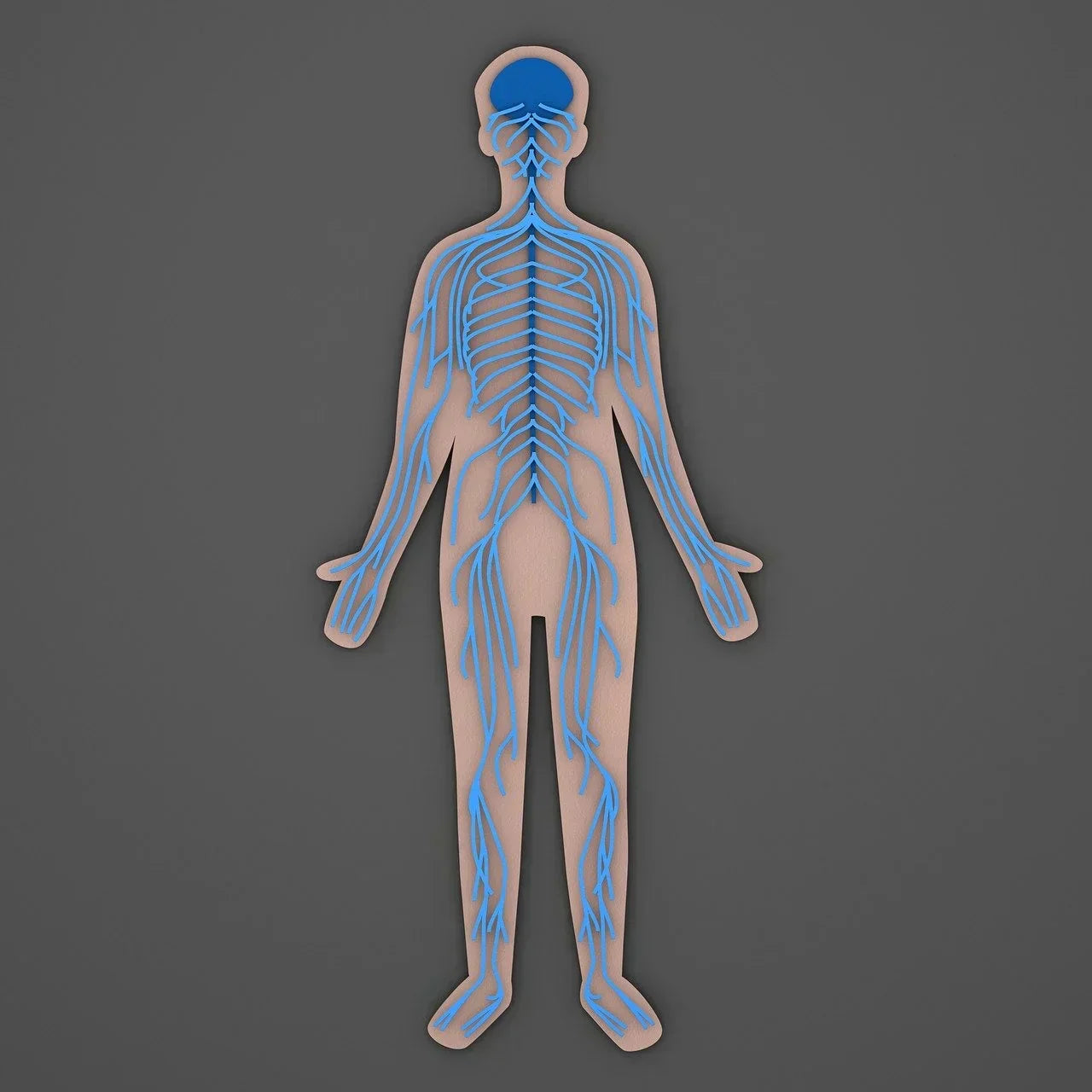 3D medical illustration of the human nervous system highlighting peripheral nerves extending from the brain and spinal cord throughout the body, representing how peripheral neuropathy affects nerve function and communication.