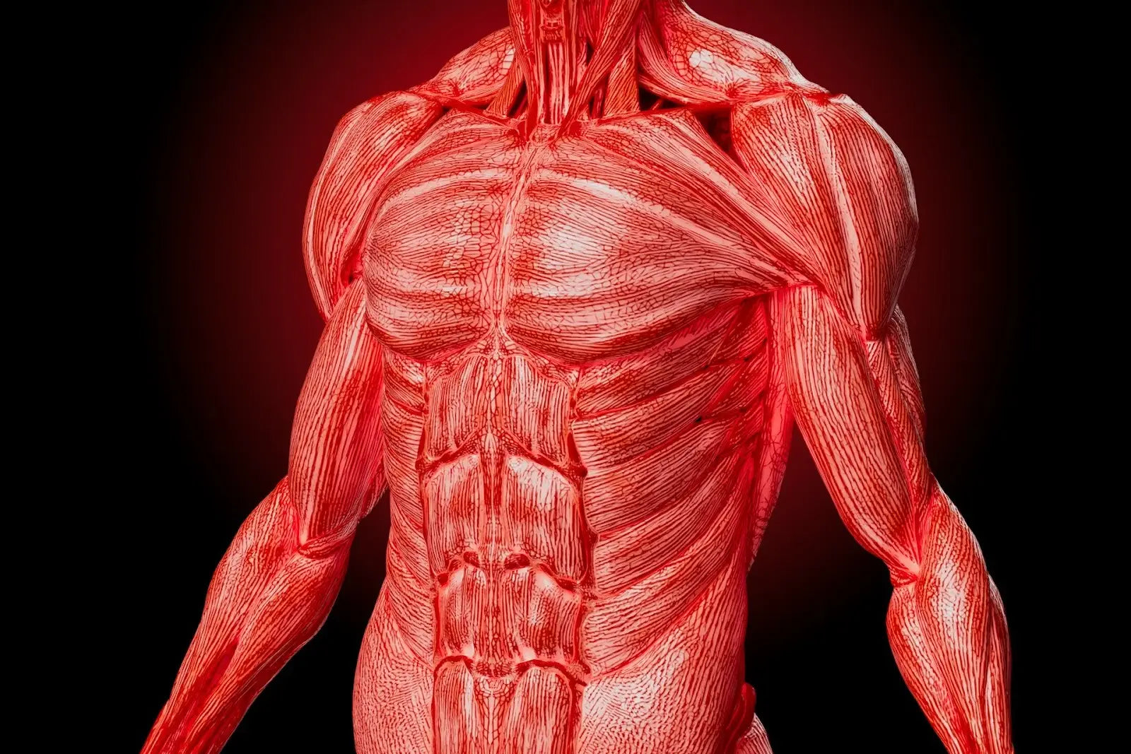 Muscle anatomy highlighting fiber direction—foundation for understanding pressure-based, time-dosed movement in the RƎ LOAD Method™.