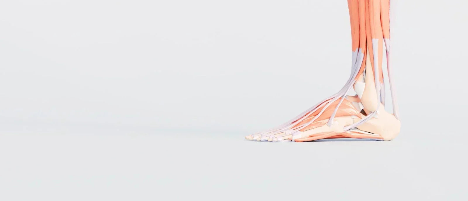 3D anatomical illustration of the Achilles tendon connecting the calf muscles to the heel bone, showing muscle and tendon structure involved in walking, running, and heel movement for foot health awareness.